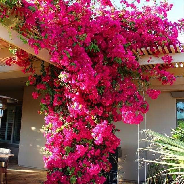 Artificial Flowers Silk Bougainvillea Branches Faux Artificial Bougainvillea Floral Stems Long Plant Branches 45" for Wedding Centerpieces, Table Runner, Home Decoration (White - Pack of 4pcs)