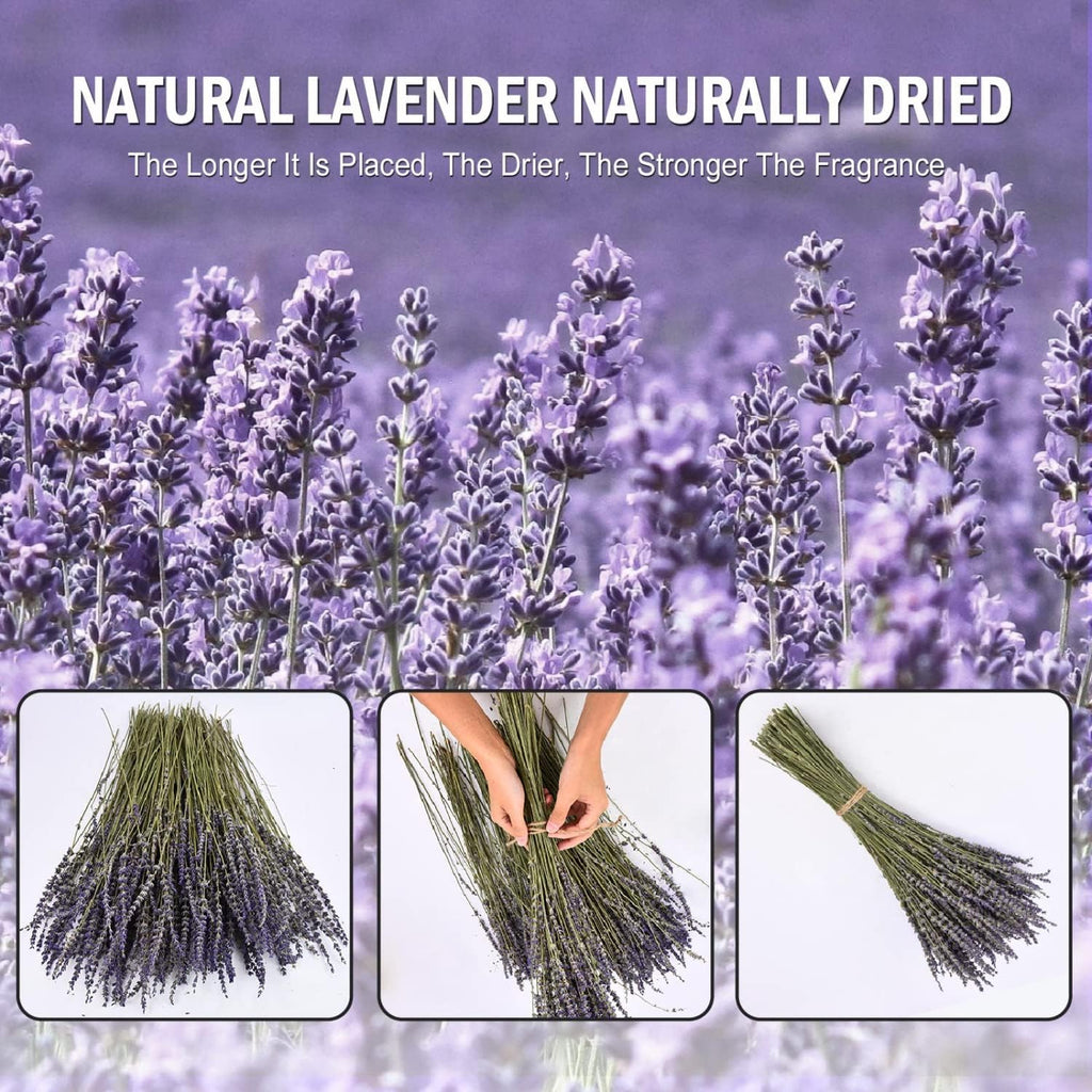 June Fox Dried Lavender Flowers 270-300 Stems 100% Natural Dried Lavender Bunches for Home Decoration, Home Fragrance, Handmade Soap Flower
