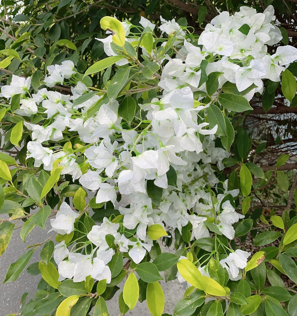 Artificial Flowers Silk Bougainvillea Branches Faux Artificial Bougainvillea Floral Stems Long Plant Branches 45" for Wedding Centerpieces, Table Runner, Home Decoration (White - Pack of 4pcs)