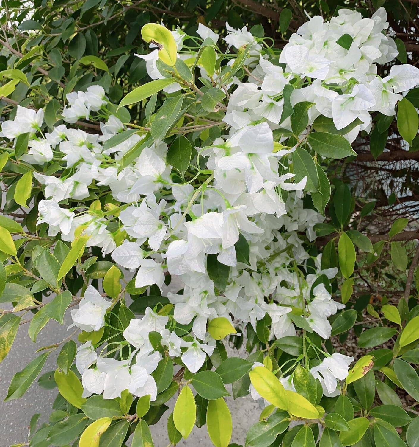 Artificial Flowers Silk Bougainvillea Branches Faux Artificial Bougainvillea Floral Stems Long Plant Branches 45" for Wedding Centerpieces, Table Runner, Home Decoration (White - Pack of 4pcs)